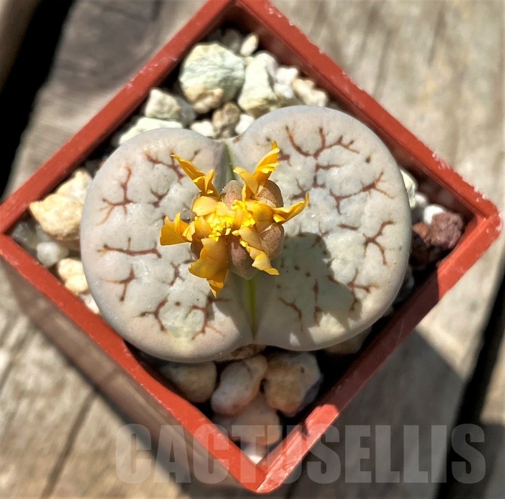 SHPR12018 Lithops gracilidelineata