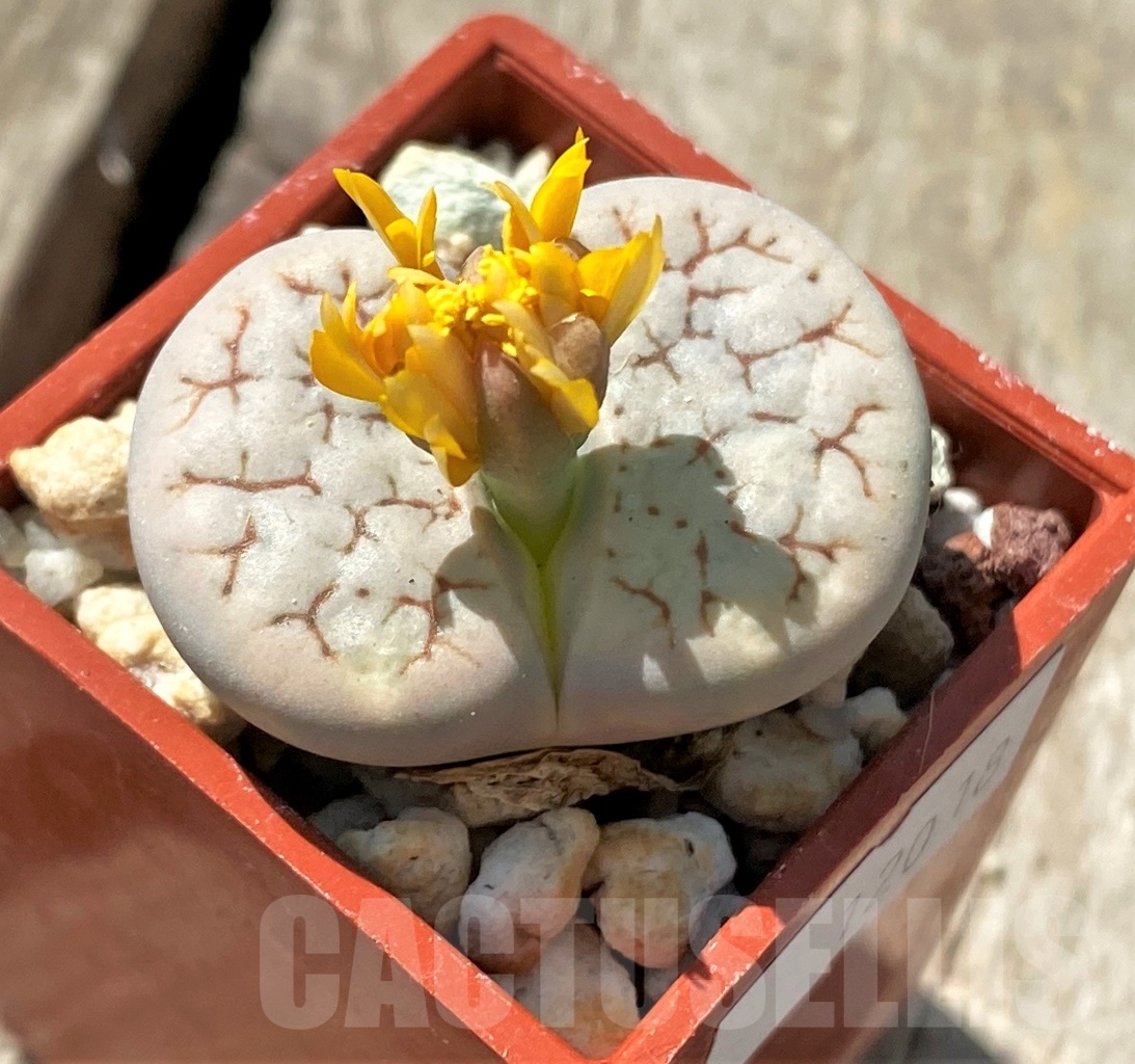 SHPR12018 Lithops gracilidelineata - Image 2