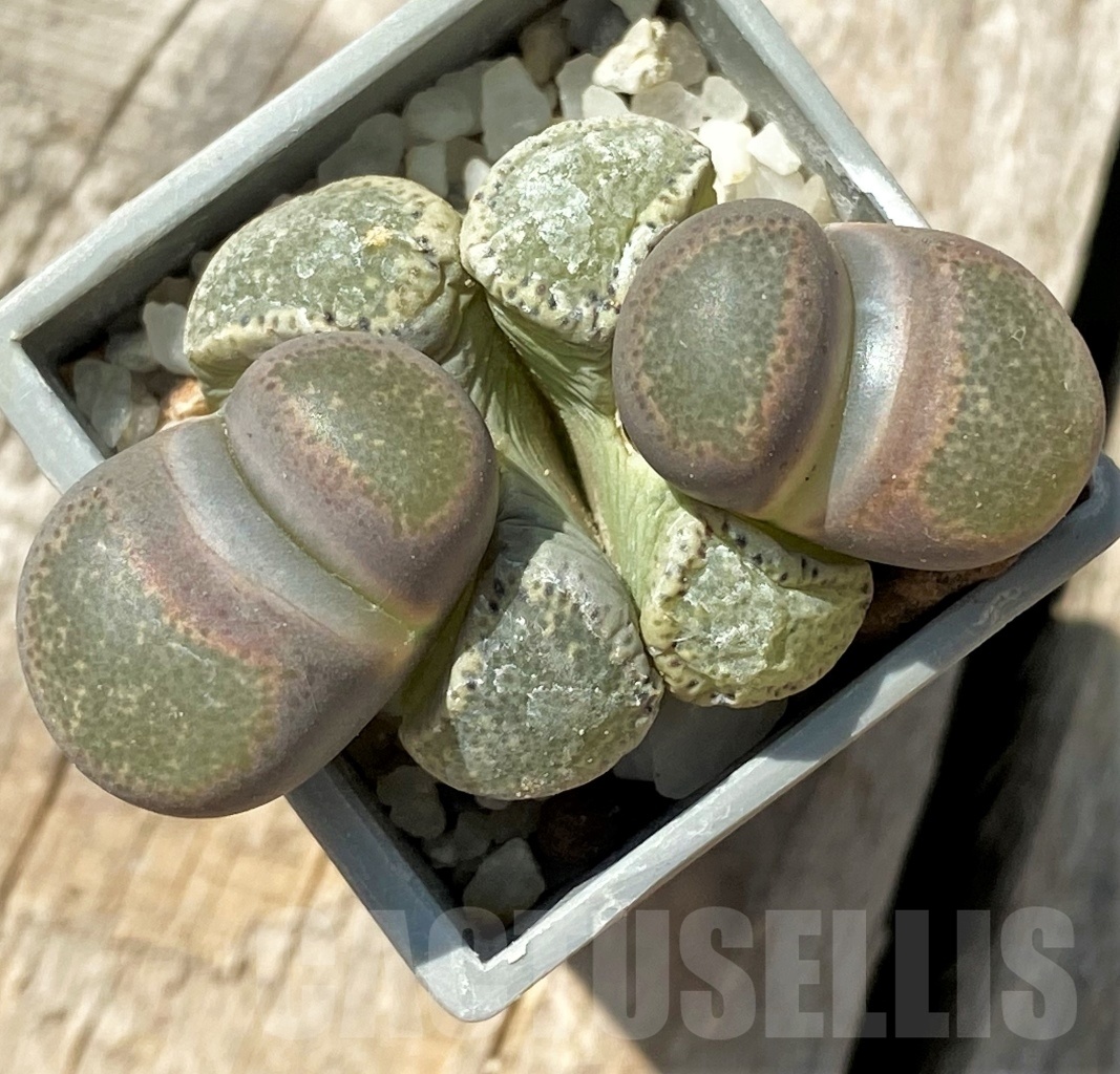 SHPR12020 Lithops terricolor v. persii SH 1643