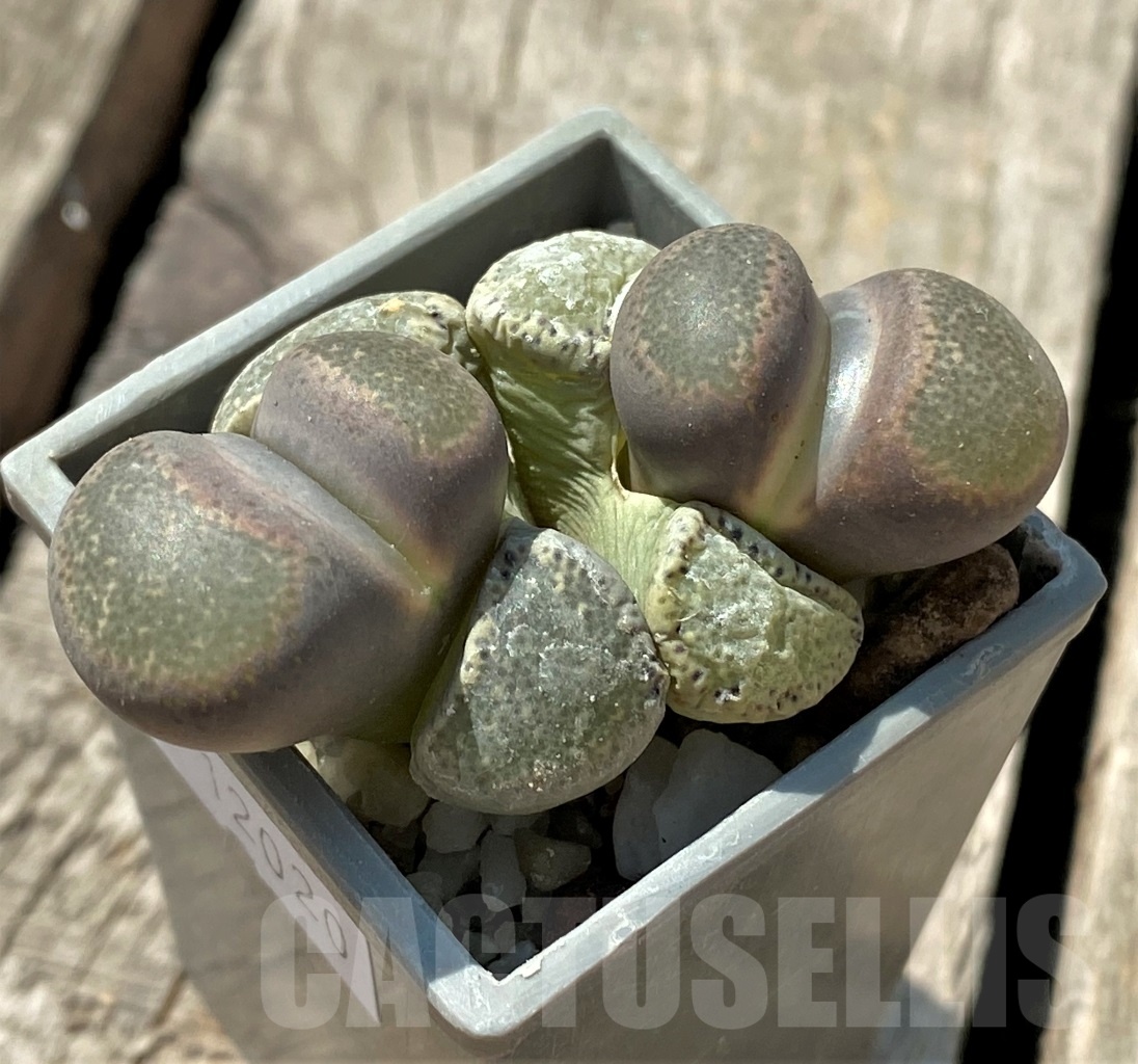 SHPR12020 Lithops terricolor v. persii SH 1643 - Image 2