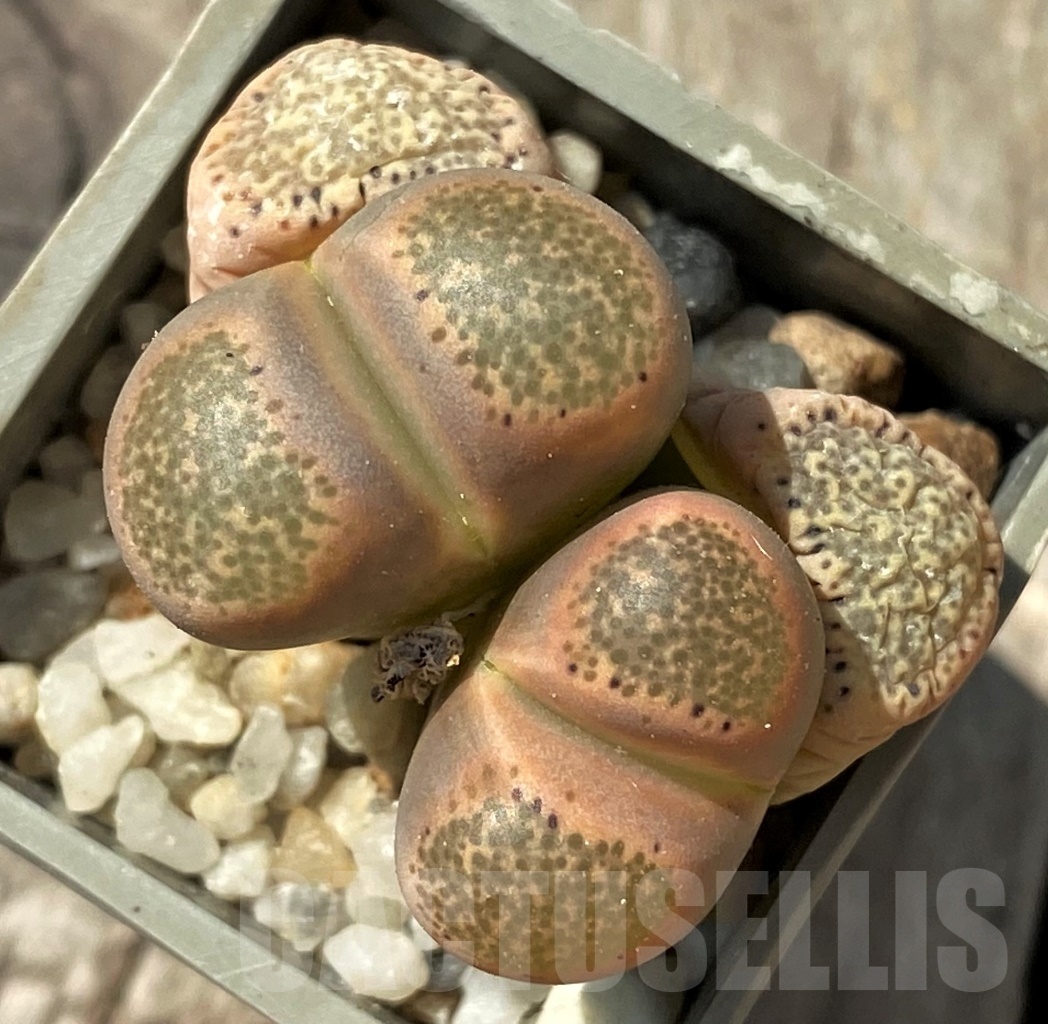 SHPR12021 Lithops terricolor v. persii SH 1643
