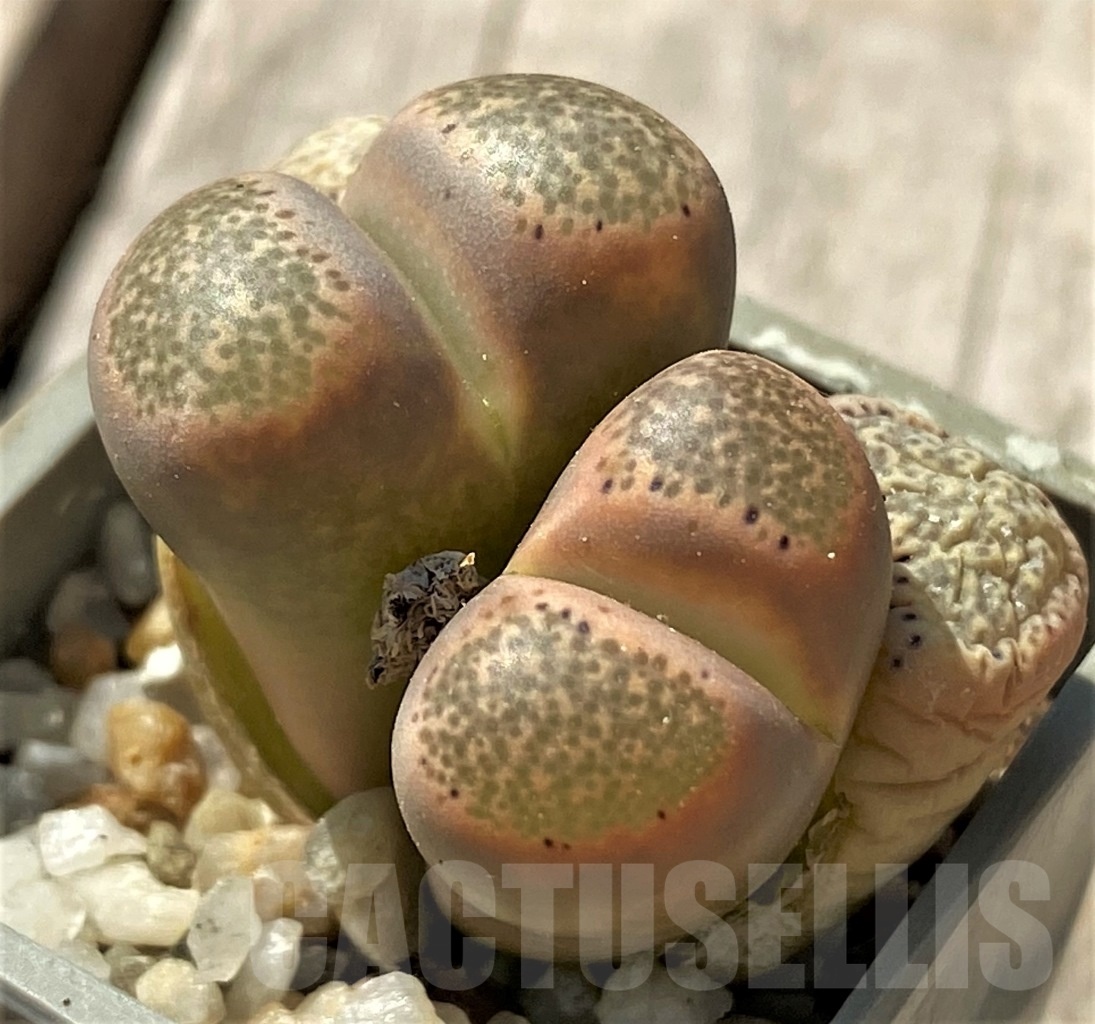 SHPR12021 Lithops terricolor v. persii SH 1643 - Image 2