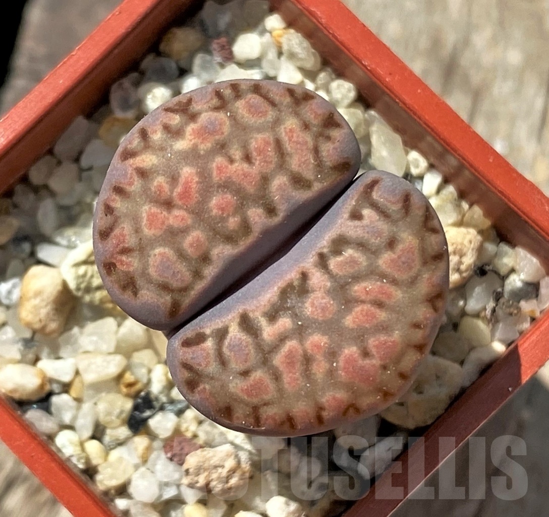 SHPR12023 Lithops fulleri x salicola 'Bacchus'