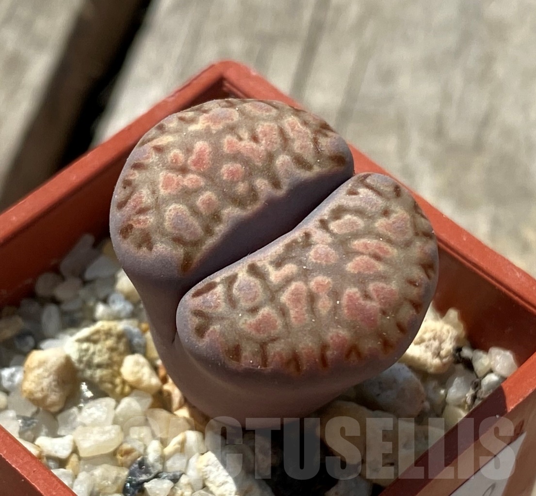 SHPR12023 Lithops fulleri x salicola 'Bacchus' – Bild 2