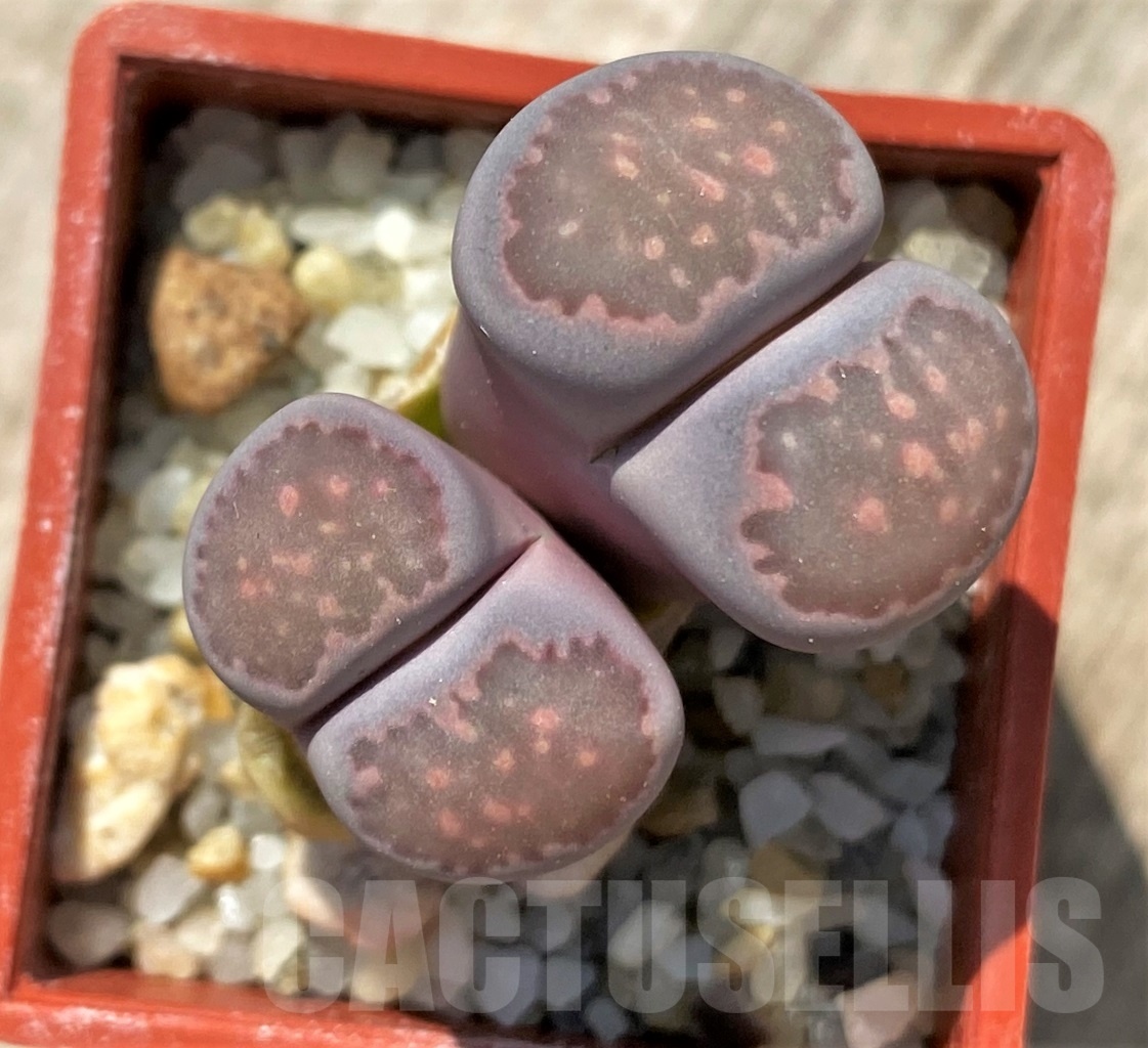 SHPR12026 Lithops fulleri x salicola 'Bacchus'