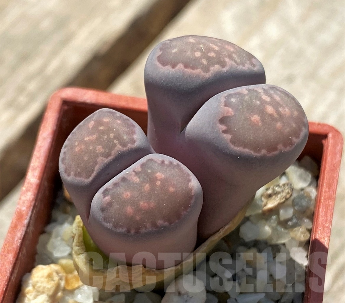 SHPR12026 Lithops fulleri x salicola 'Bacchus' - Зображення 2