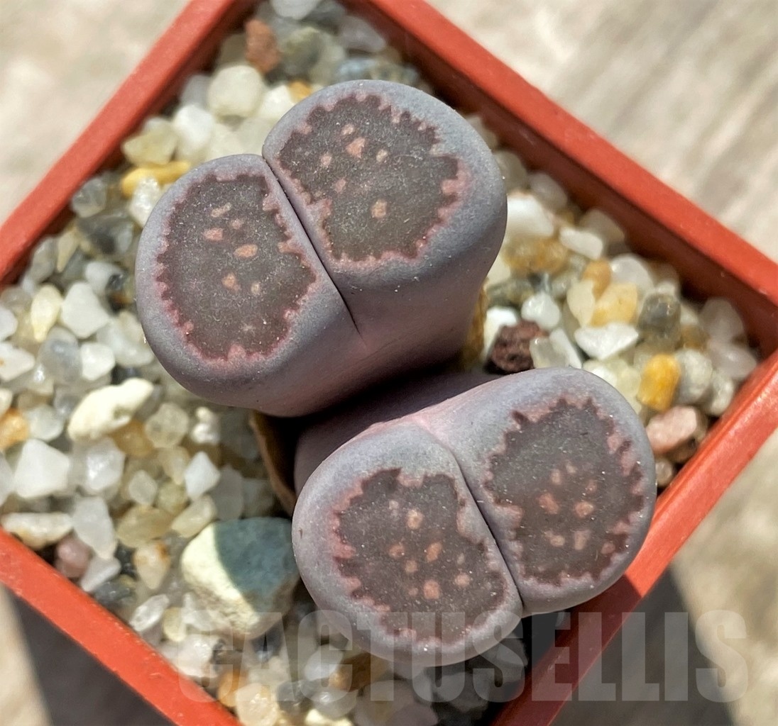 SHPR12027 Lithops fulleri x salicola 'Bacchus'