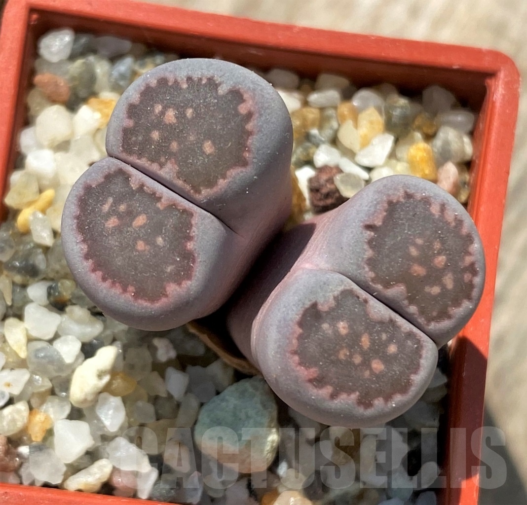 SHPR12027 Lithops fulleri x salicola 'Bacchus' - immagine 2