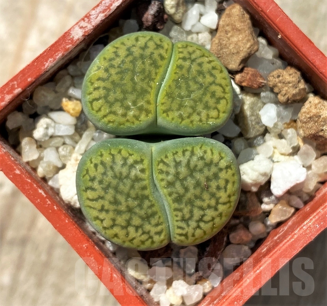 SHPR12032 Lithops hookeri 'Annarosa' – Image 2
