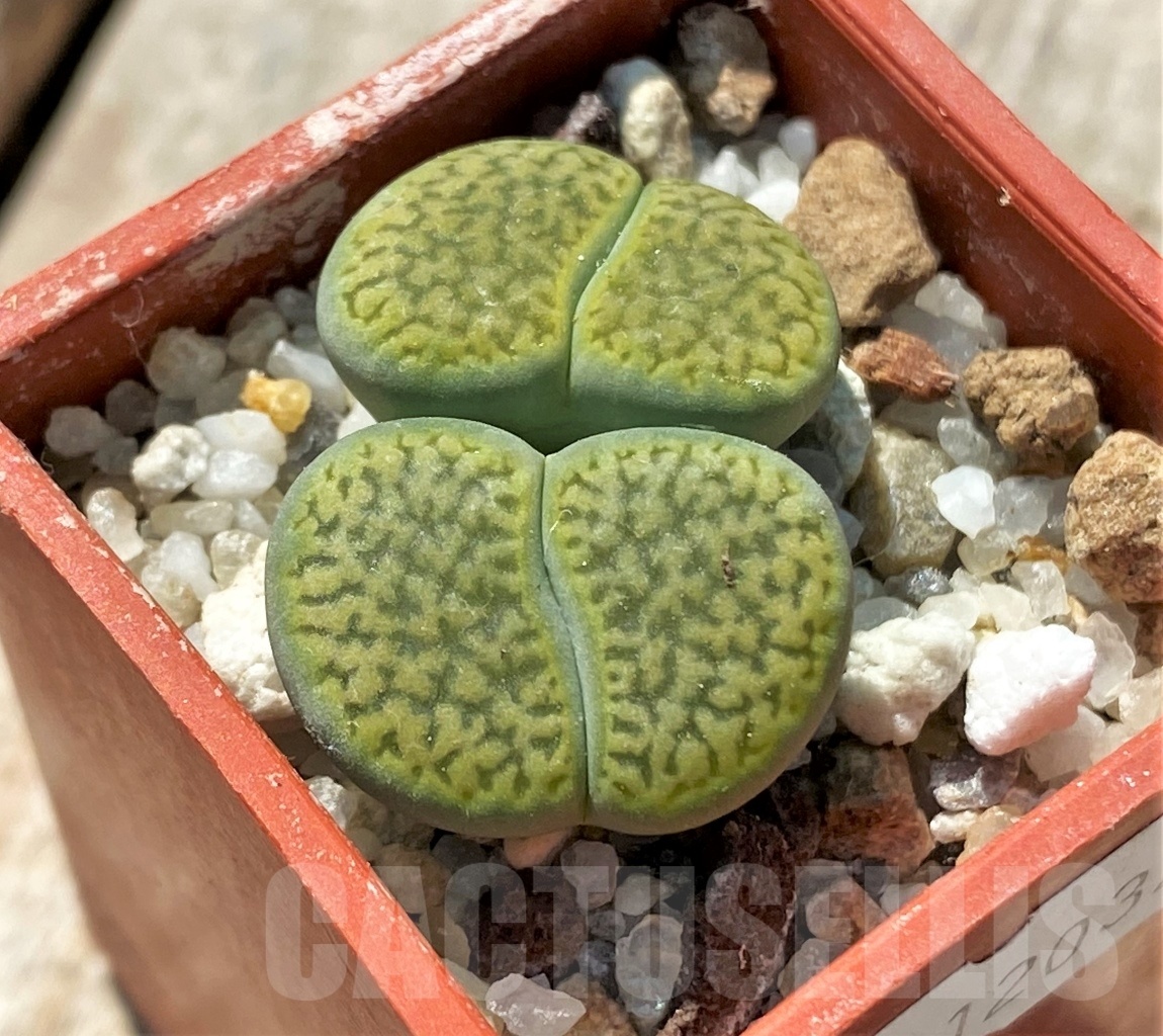 SHPR12032 Lithops hookeri 'Annarosa'