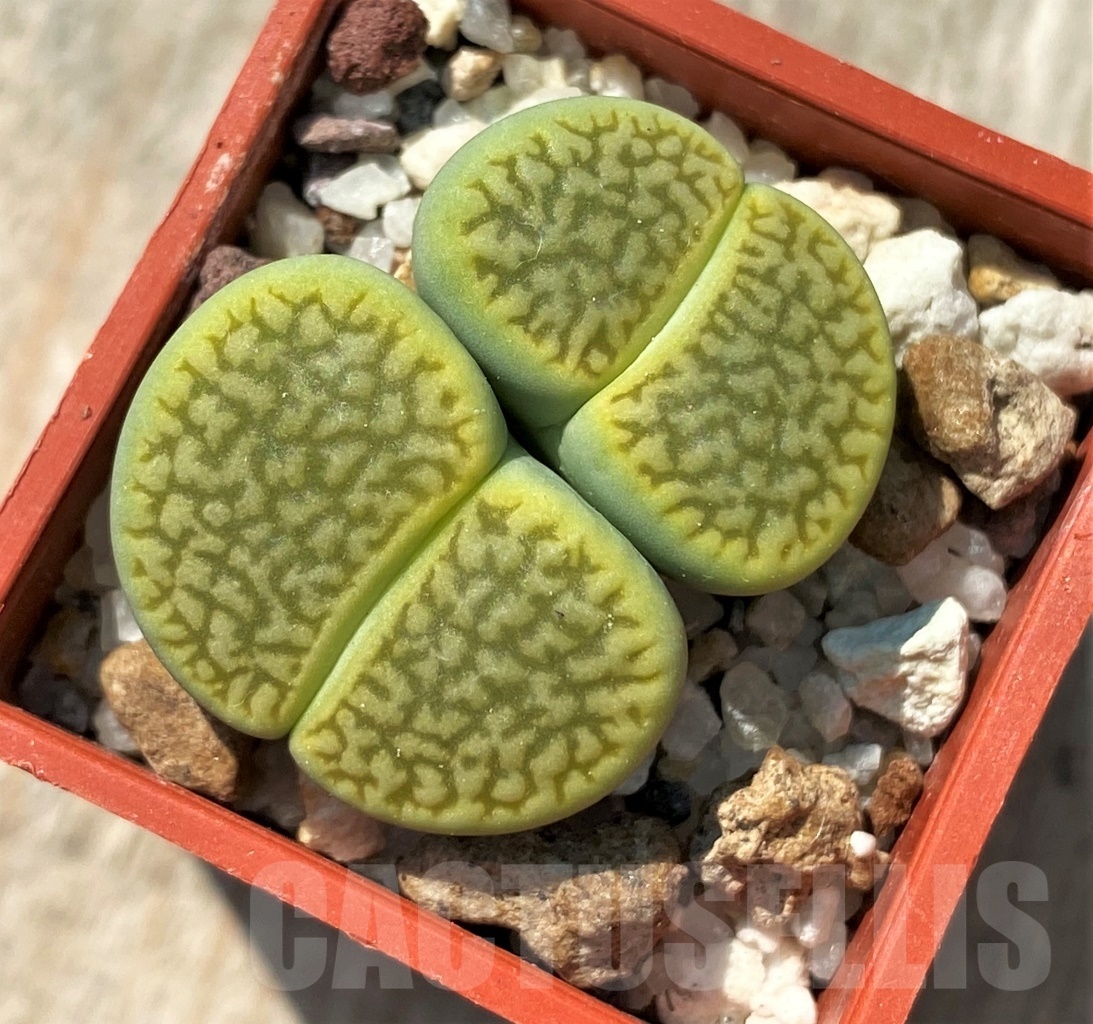 SHPR12033 Lithops hookeri 'Annarosa'