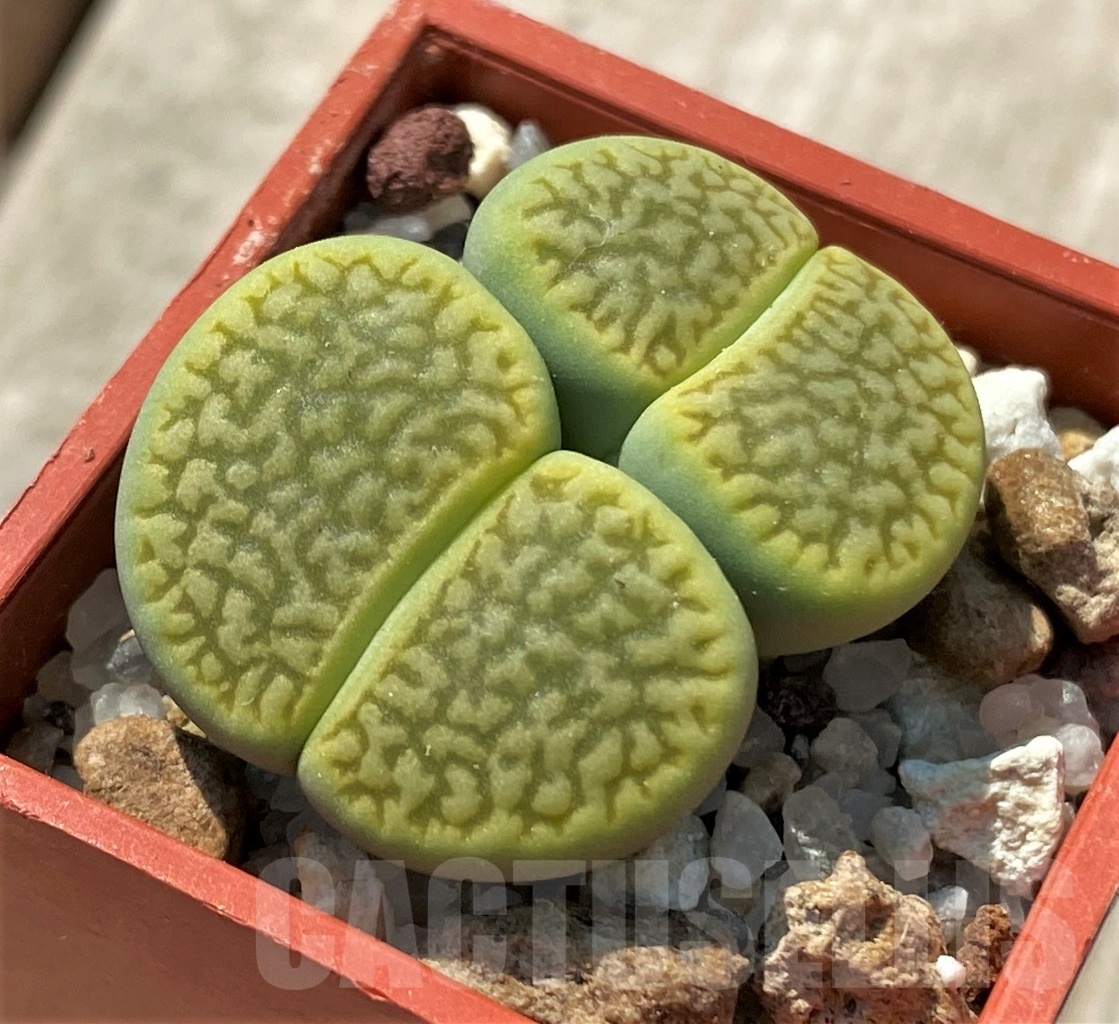 SHPR12033 Lithops hookeri 'Annarosa' - Image 2
