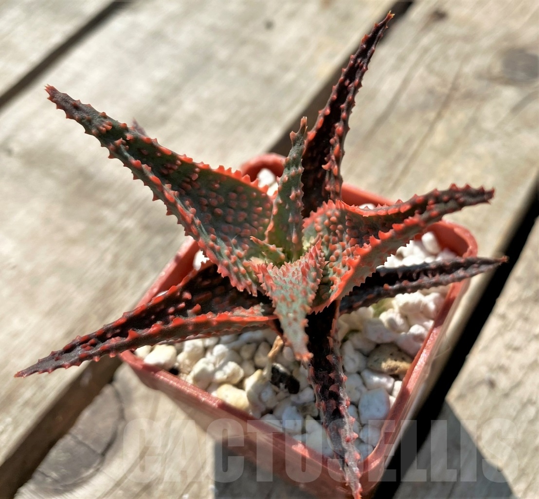 SHPR12040 Aloe hybrid - Imagen 2