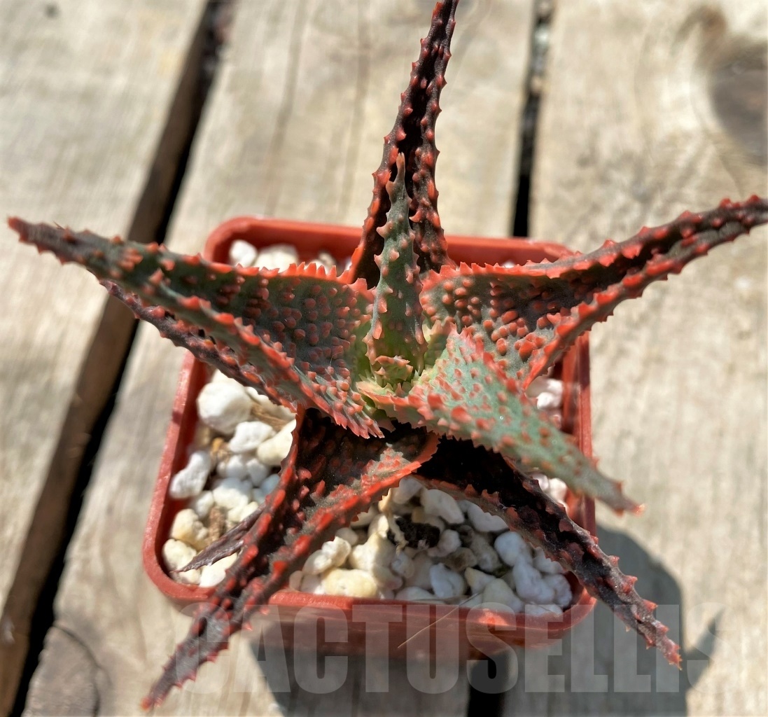 SHPR12040 Aloe hybrid