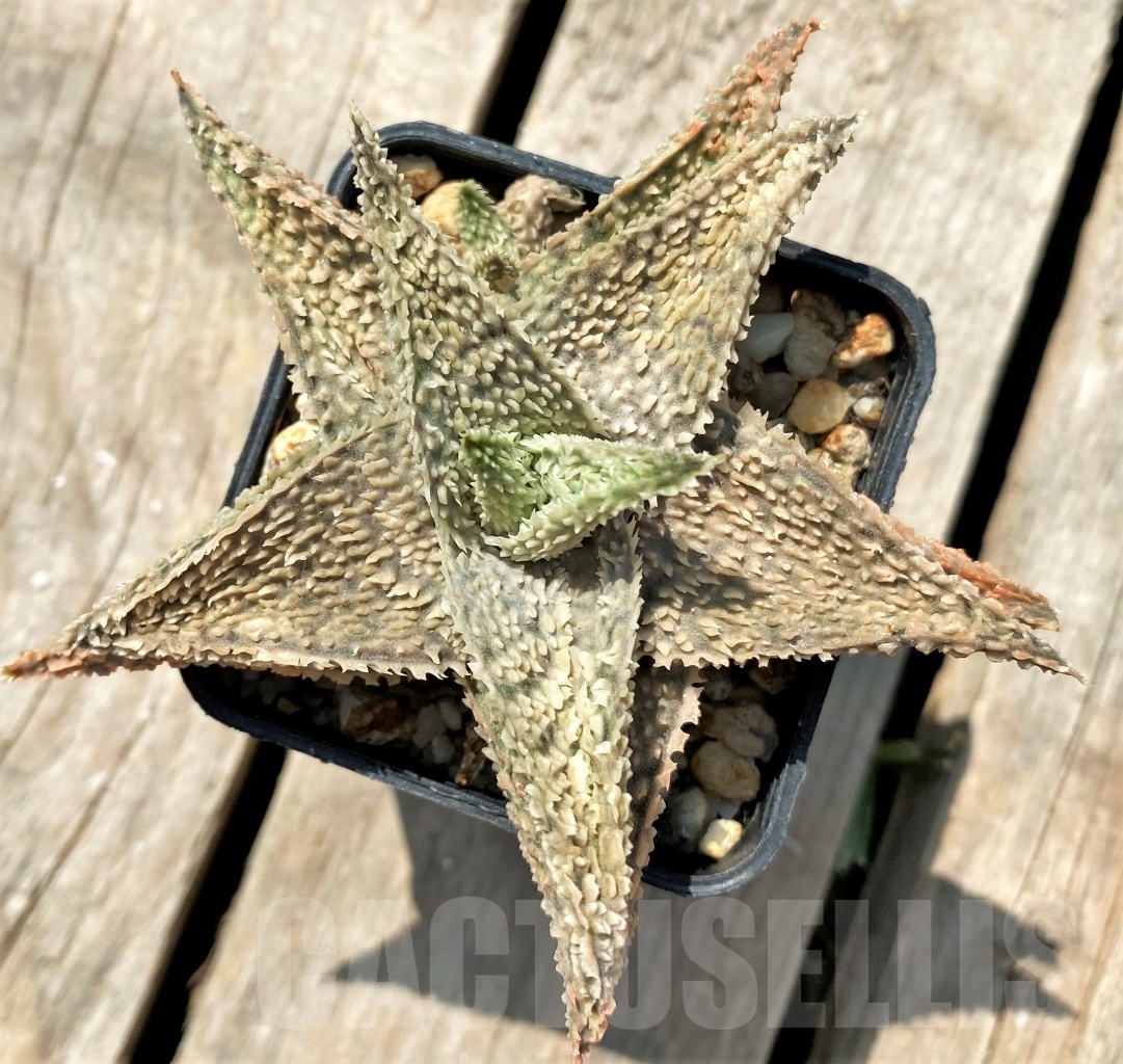 SHPR12041 Aloe hybrid - Image 2