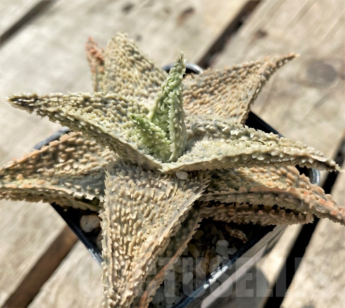 SHPR12041 Aloe hybrid