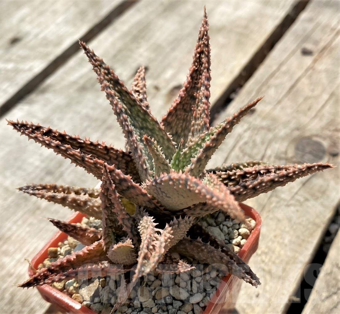 SHPR12043 Aloe hybrid - Image 2