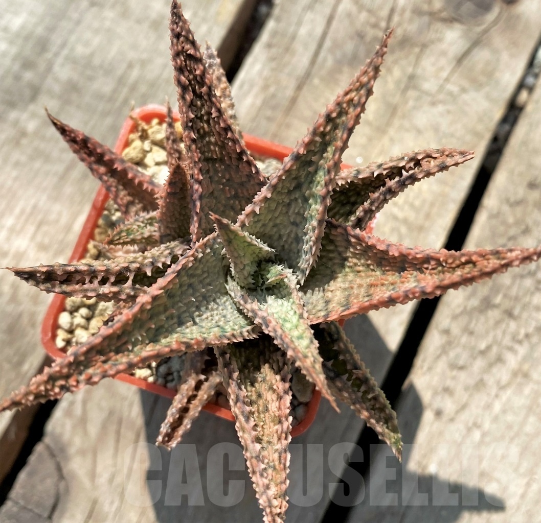 SHPR12043 Aloe hybrid