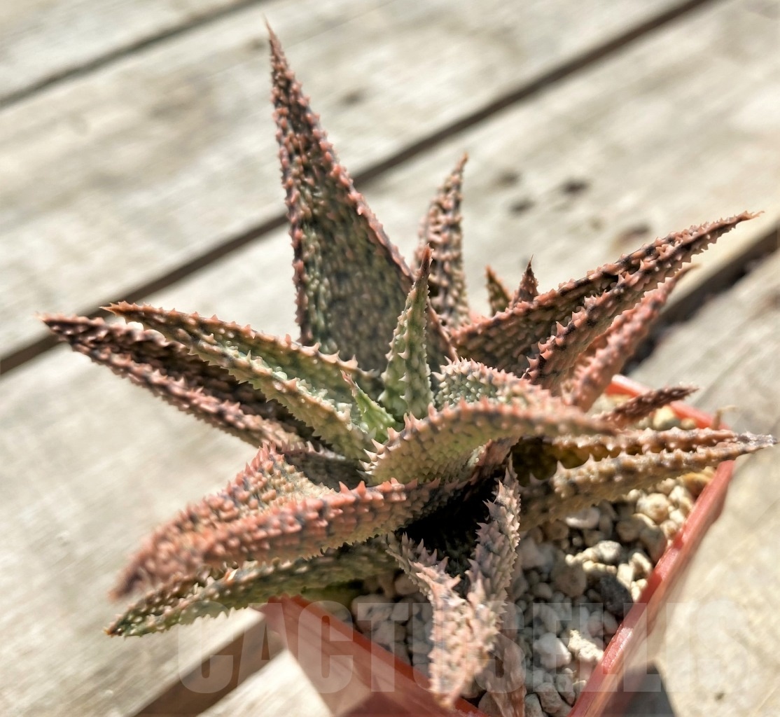 SHPR12043 Aloe hybrid - Image 3