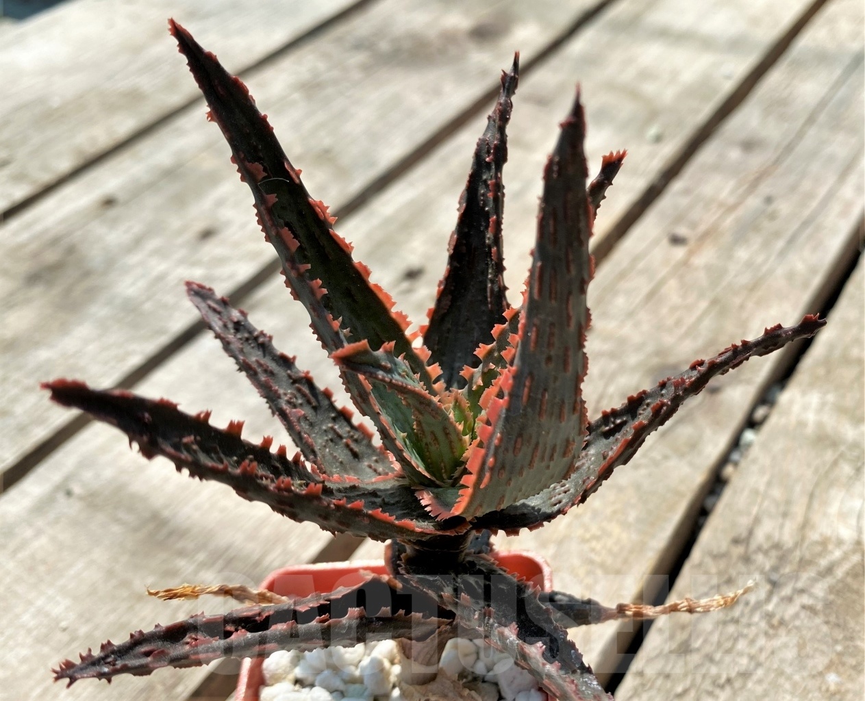 SHPR12045 Aloe hybrid - Image 2