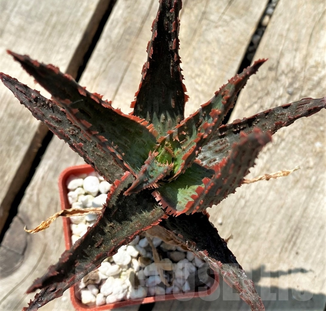 SHPR12045 Aloe hybrid - Image 3