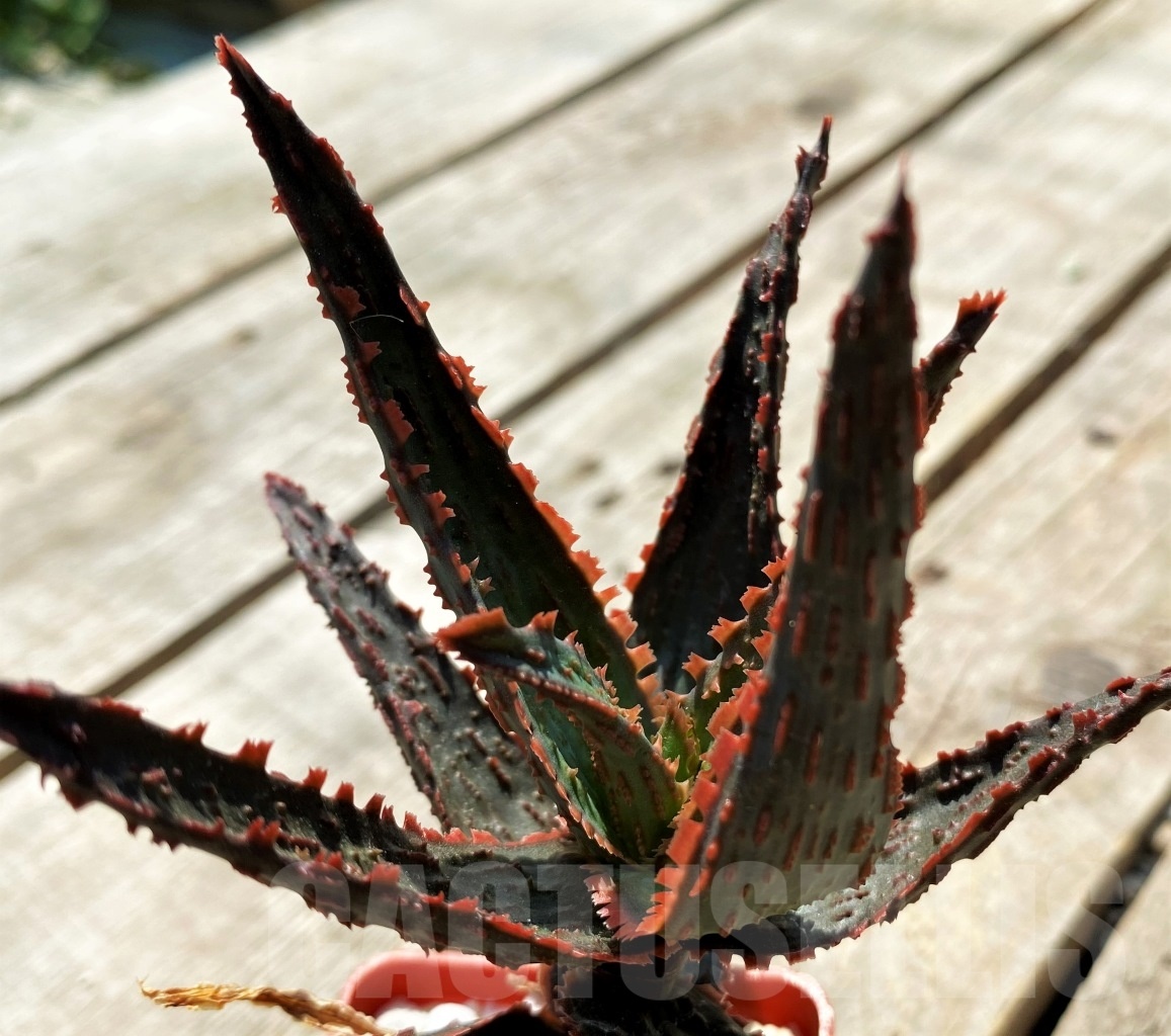 SHPR12045 Aloe hybrid