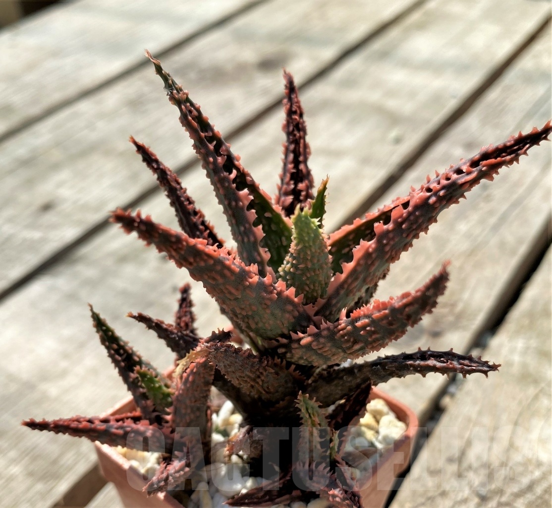 SHPR12046 Aloe hybrid - Image 2