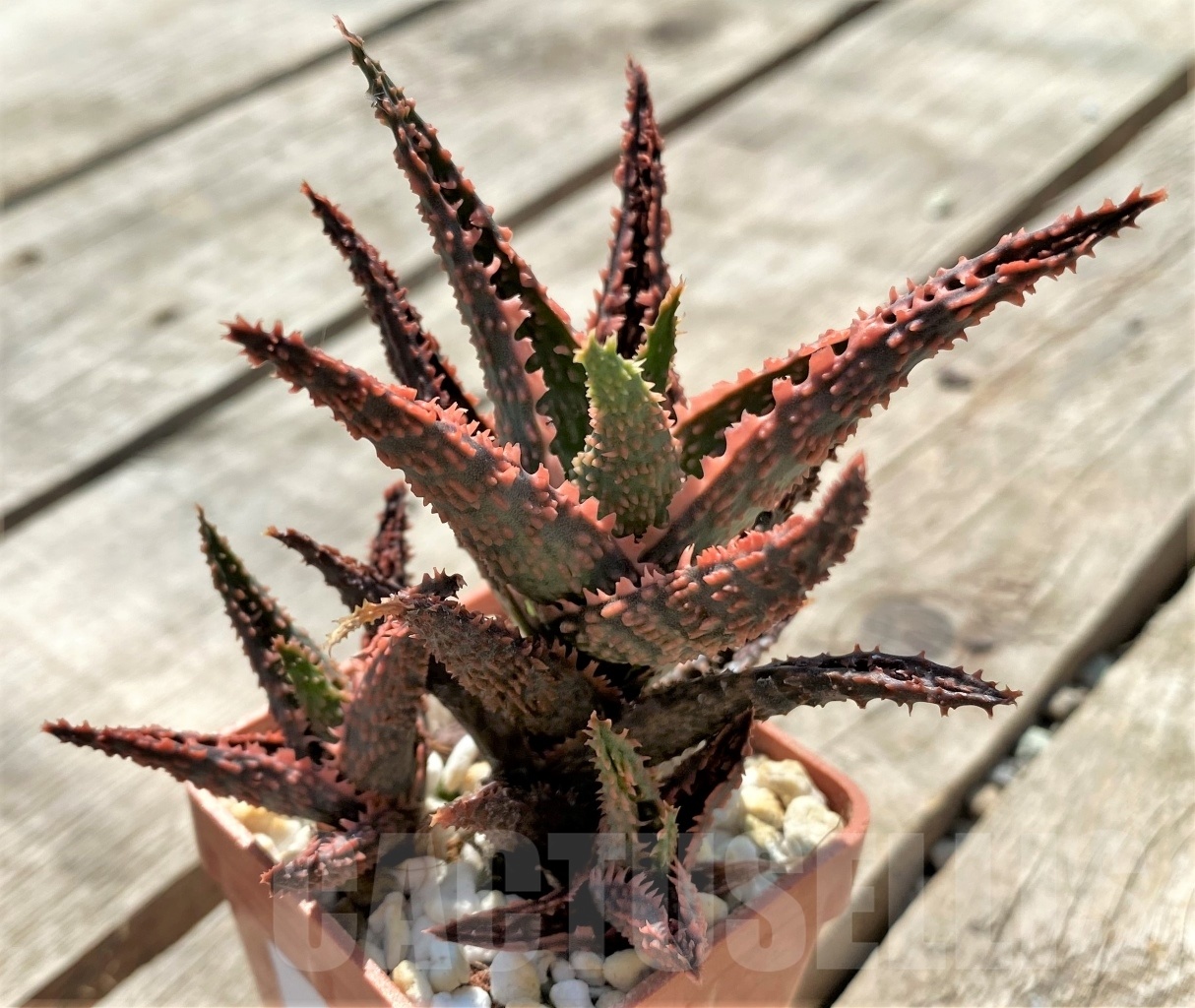 SHPR12046 Aloe hybrid - Image 3