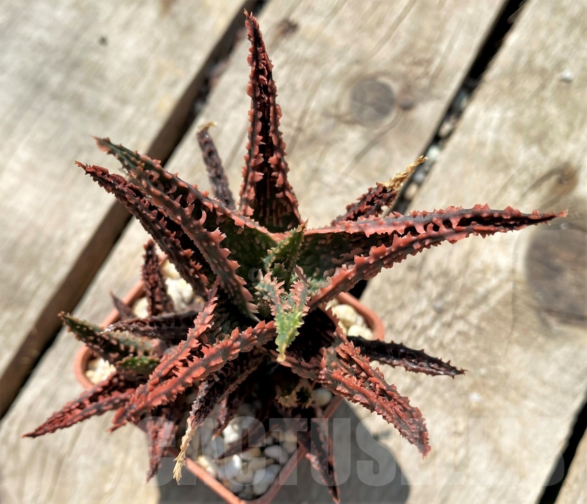 SHPR12046 Aloe hybrid