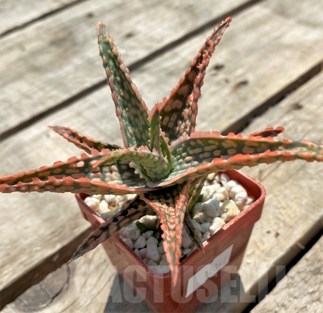 SHPR12047 Aloe hybrid - Image 3