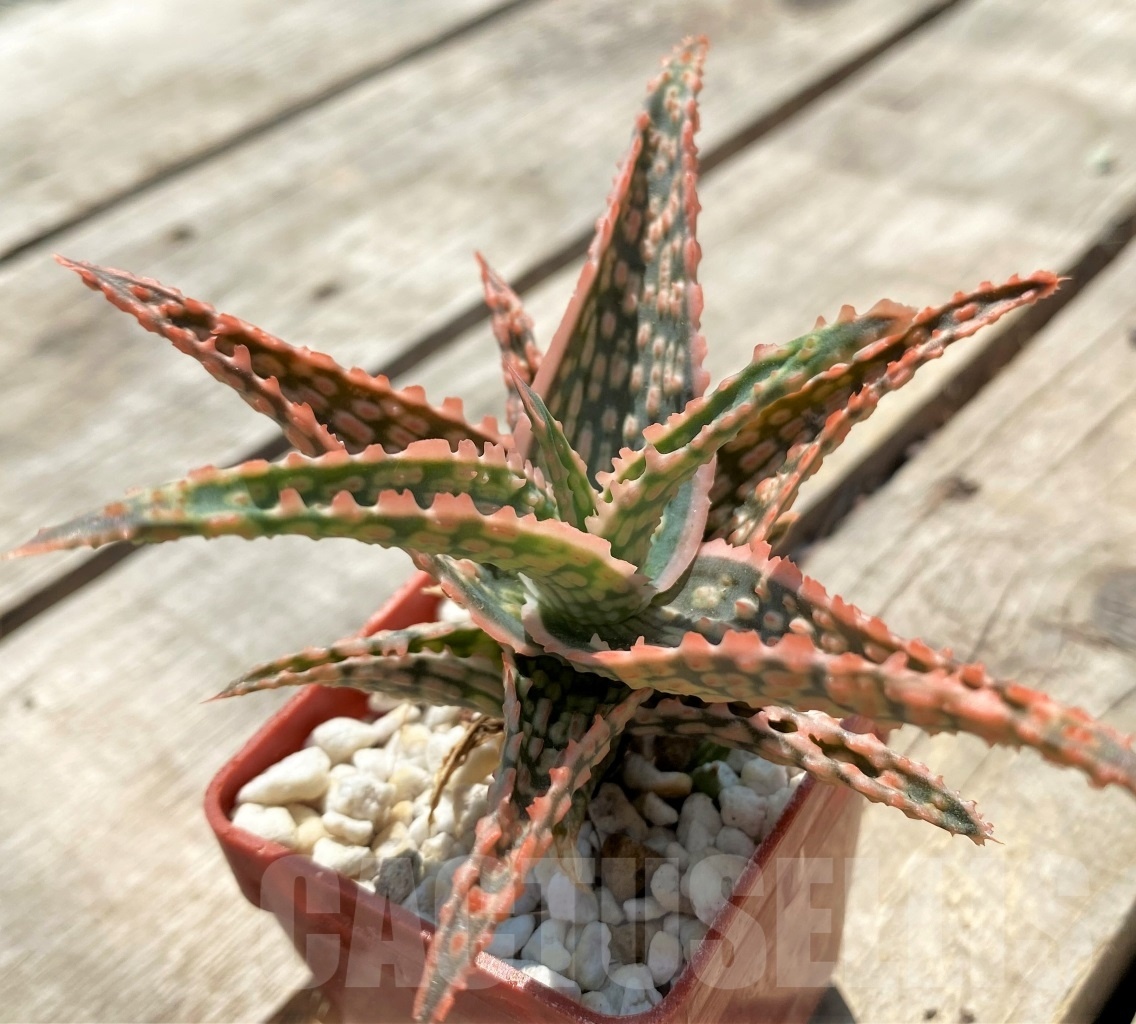 SHPR12047 Aloe hybrid - Image 4