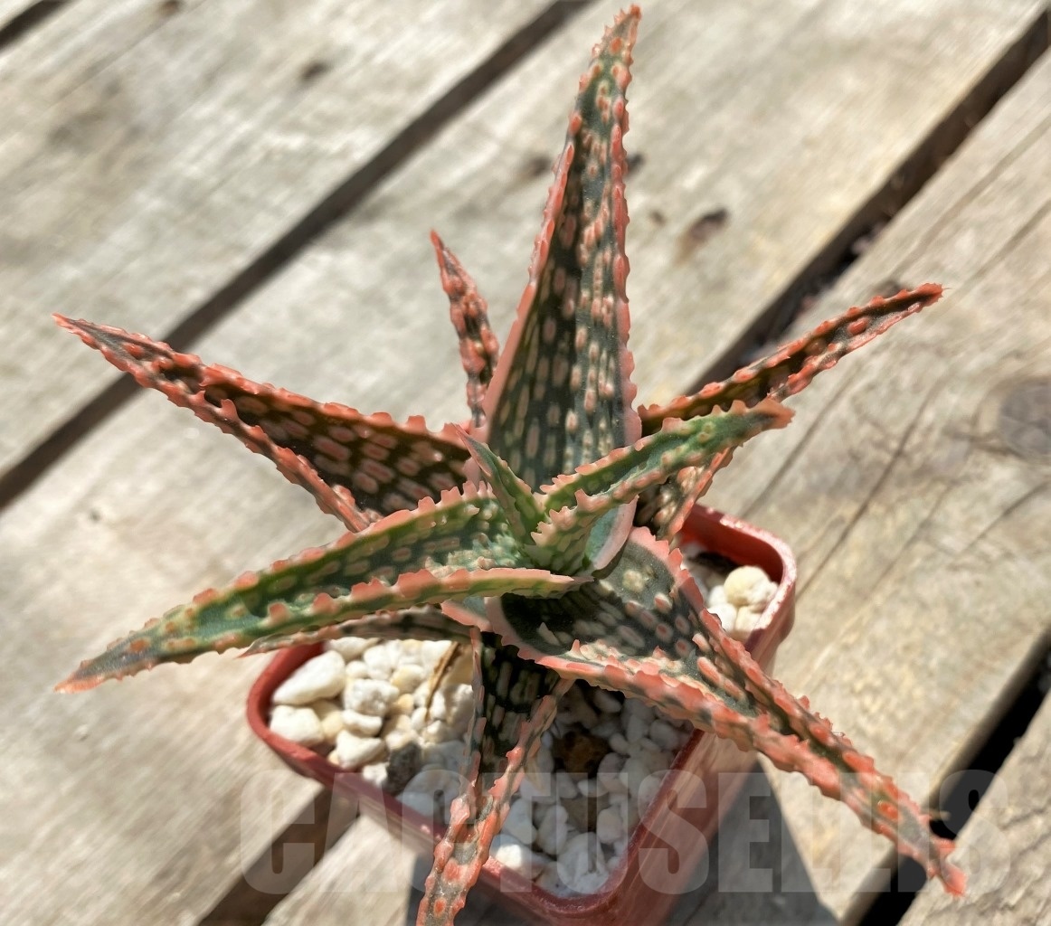 SHPR12047 Aloe hybrid - Image 2