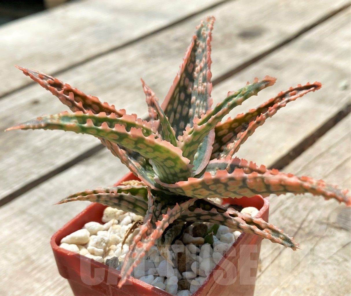 ＡＬＯＥです。 SHPR12047 Aloe hybrid – Cactus-online