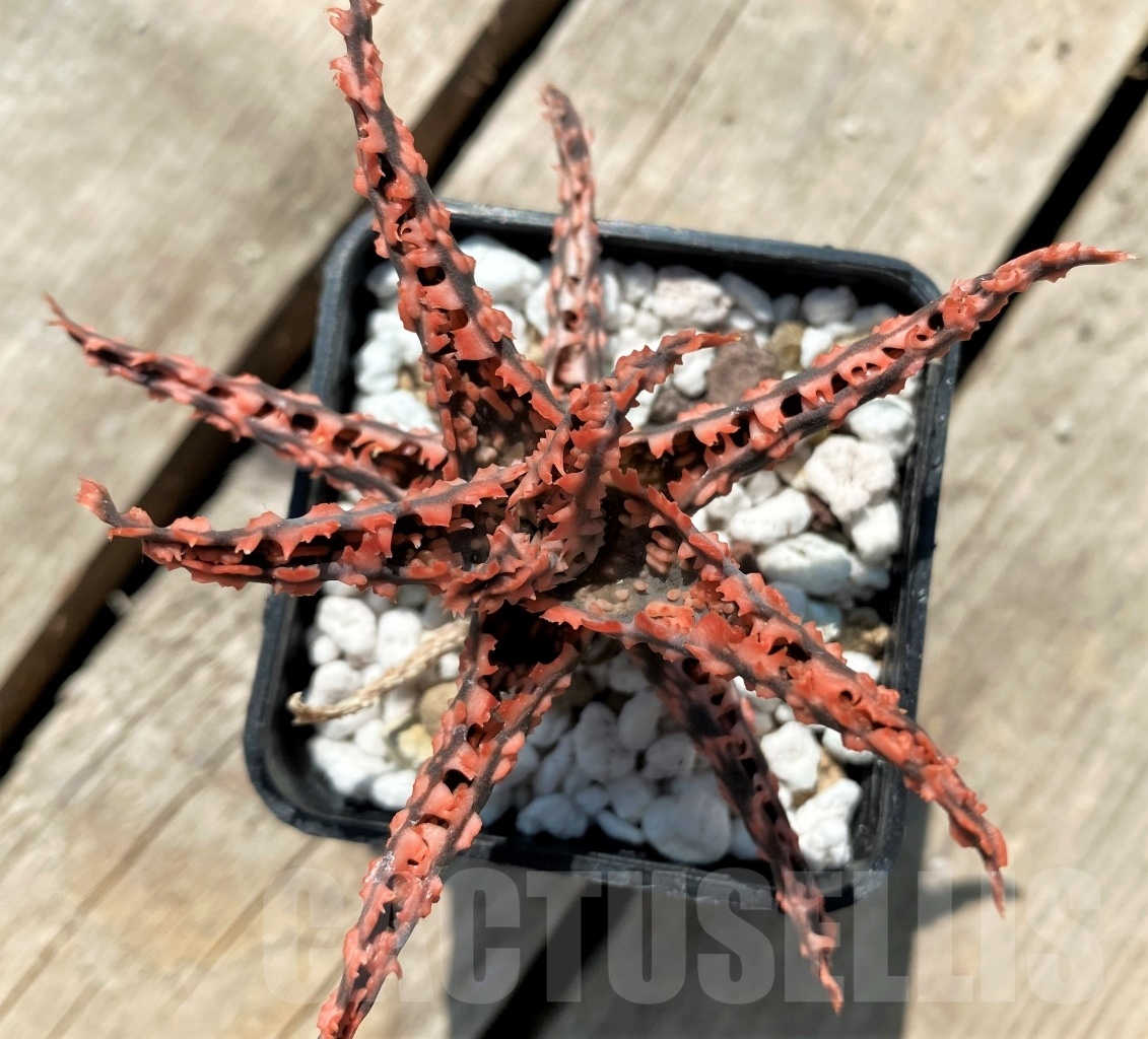 SHPR12048 Aloe hybrid - Image 2