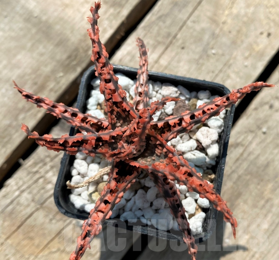 SHPR12048 Aloe hybrid - Image 3