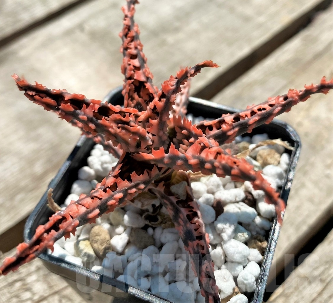 SHPR12048 Aloe hybrid