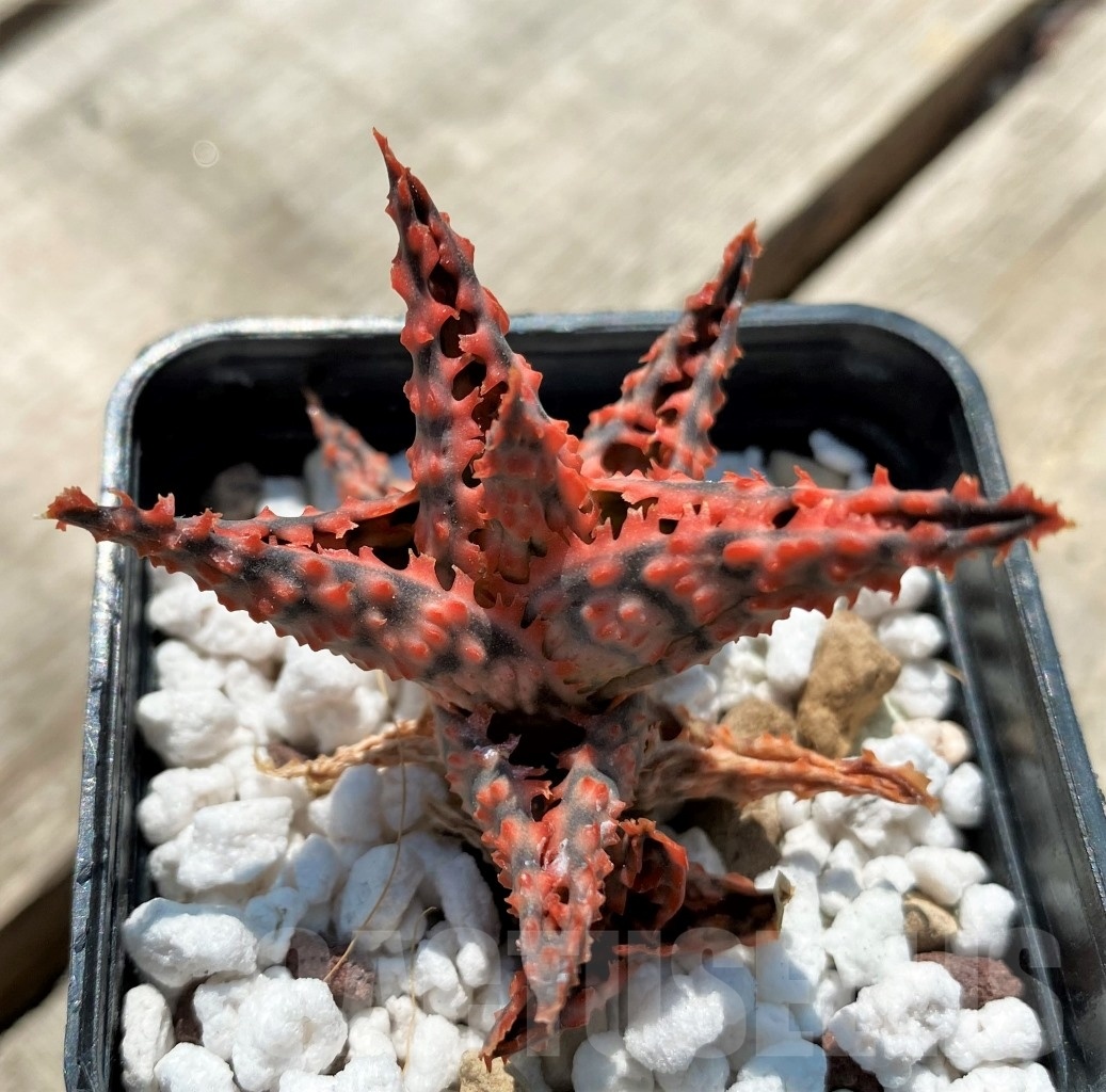 SHPR12049 Aloe hybrid - Image 3