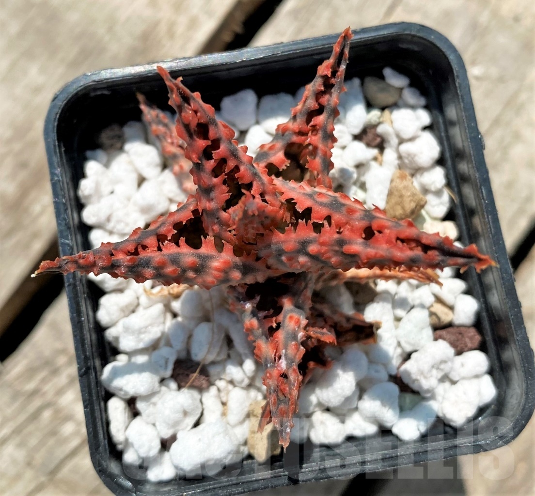 SHPR12049 Aloe hybrid - Image 2