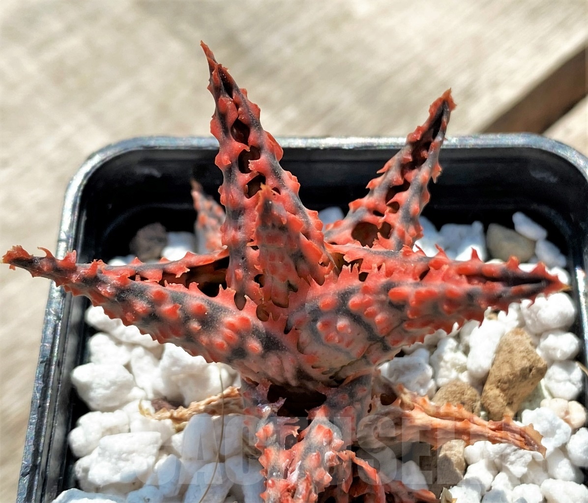 SHPR12049 Aloe hybrid