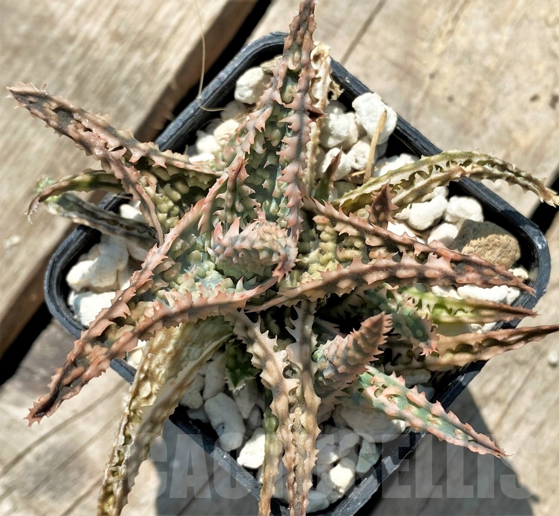 SHPR12050 Aloe hybrid - Image 2