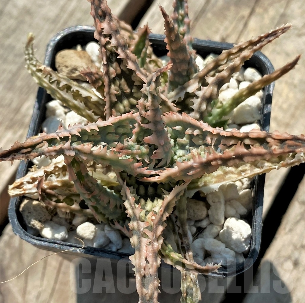 SHPR12050 Aloe hybrid - Image 3