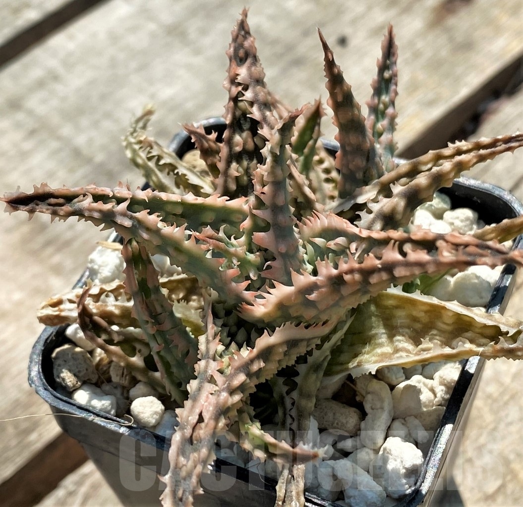 SHPR12050 Aloe hybrid
