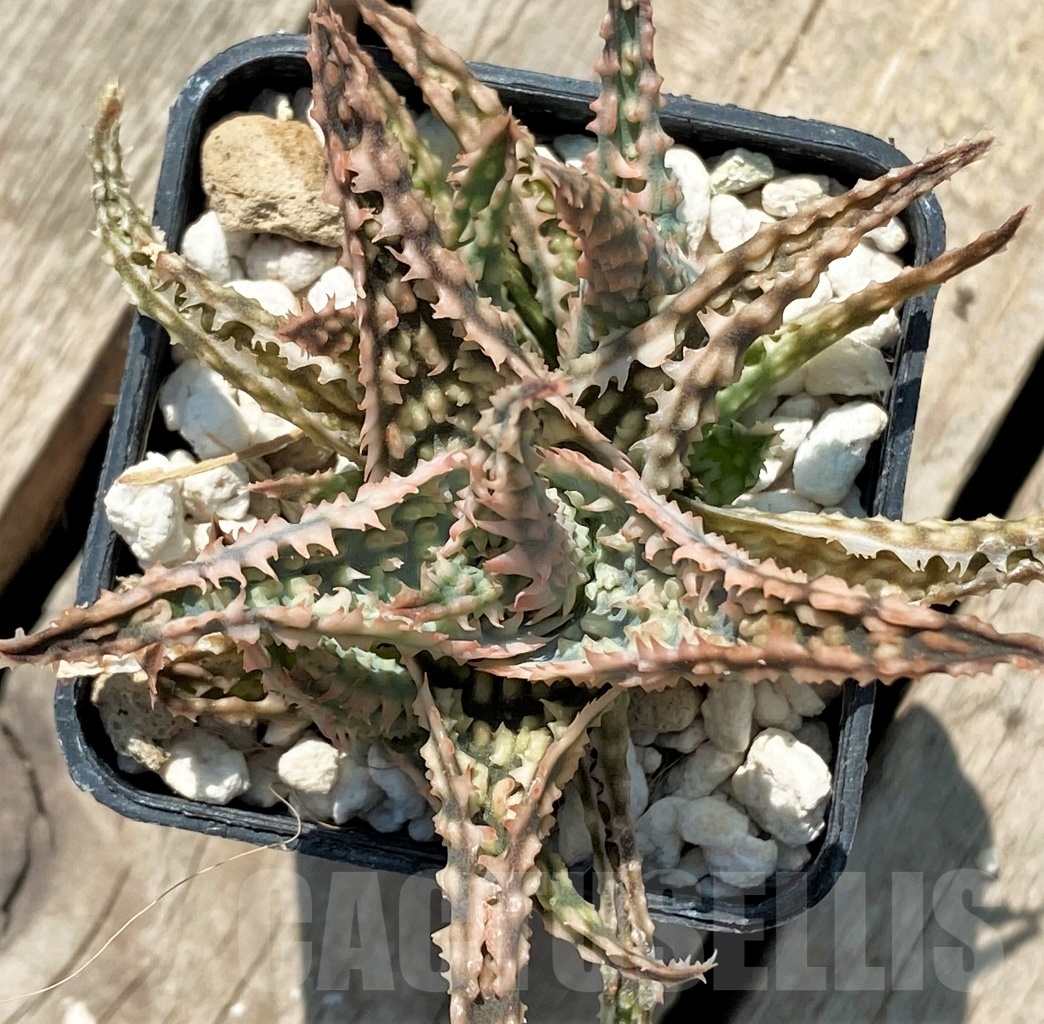 SHPR12050 Aloe hybrid - Image 4