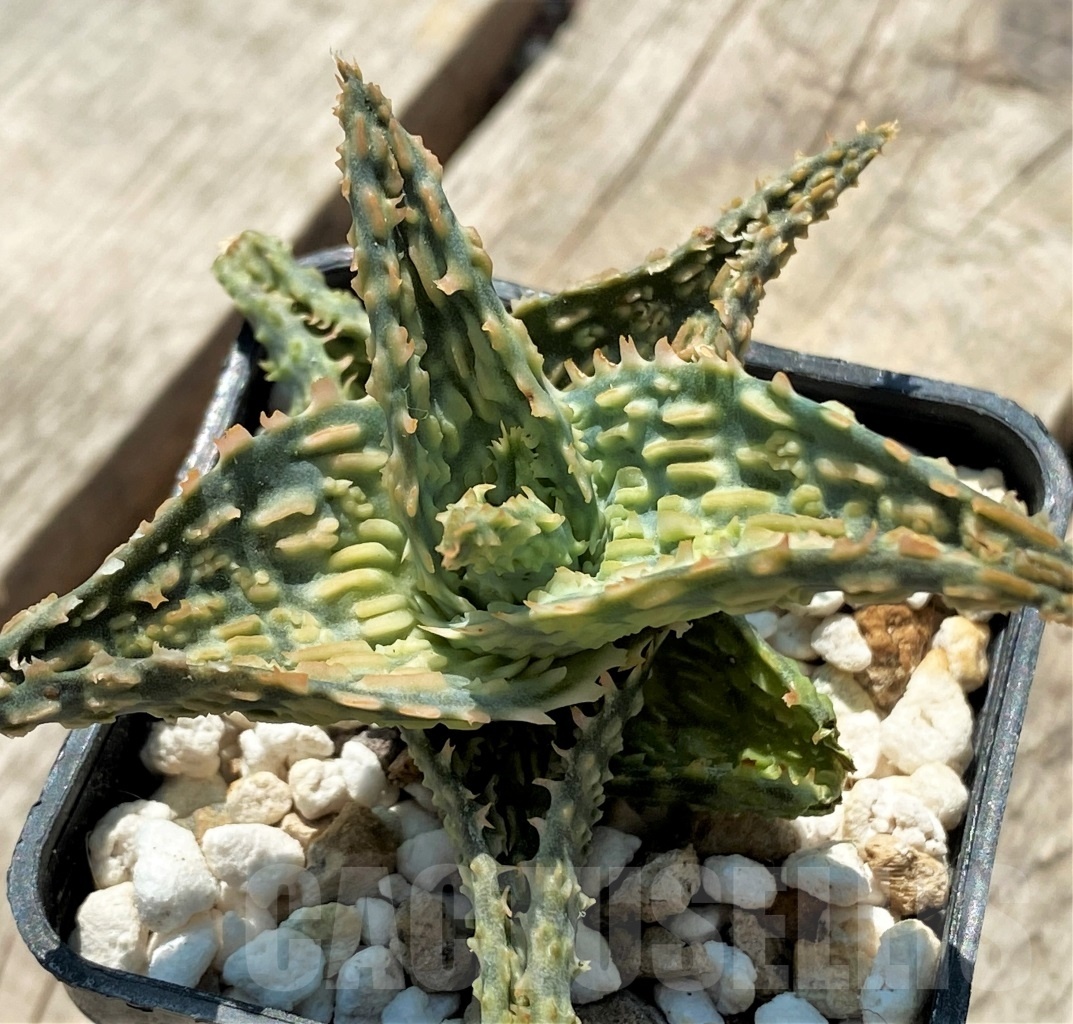 SHPR12051 Aloe hybrid - Imagen 2