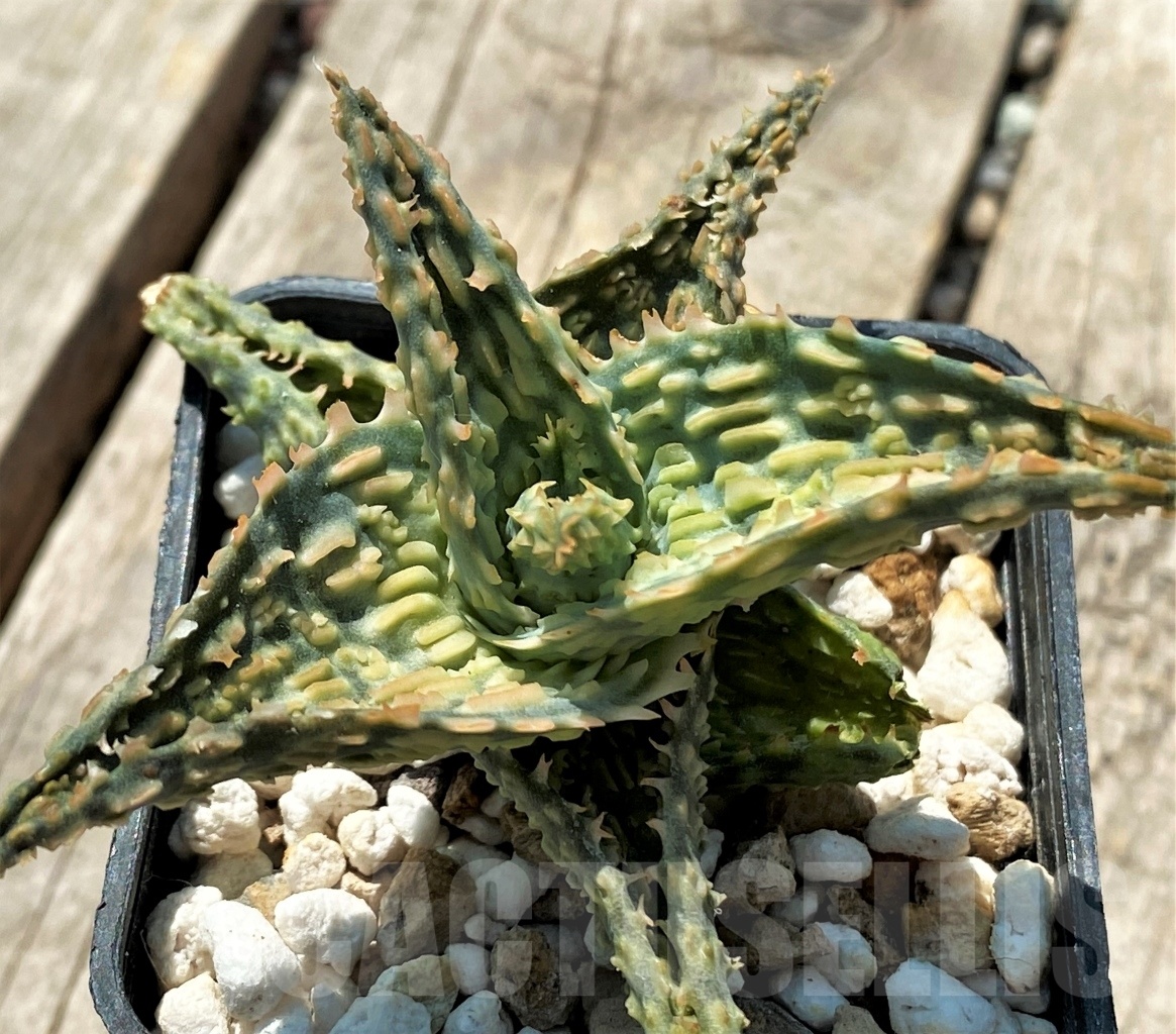 SHPR12051 Aloe hybrid