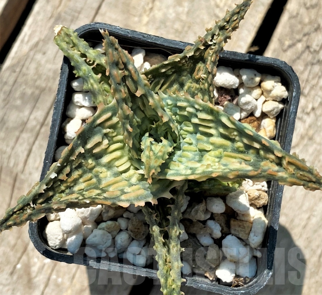 SHPR12051 Aloe hybrid - Imagen 3