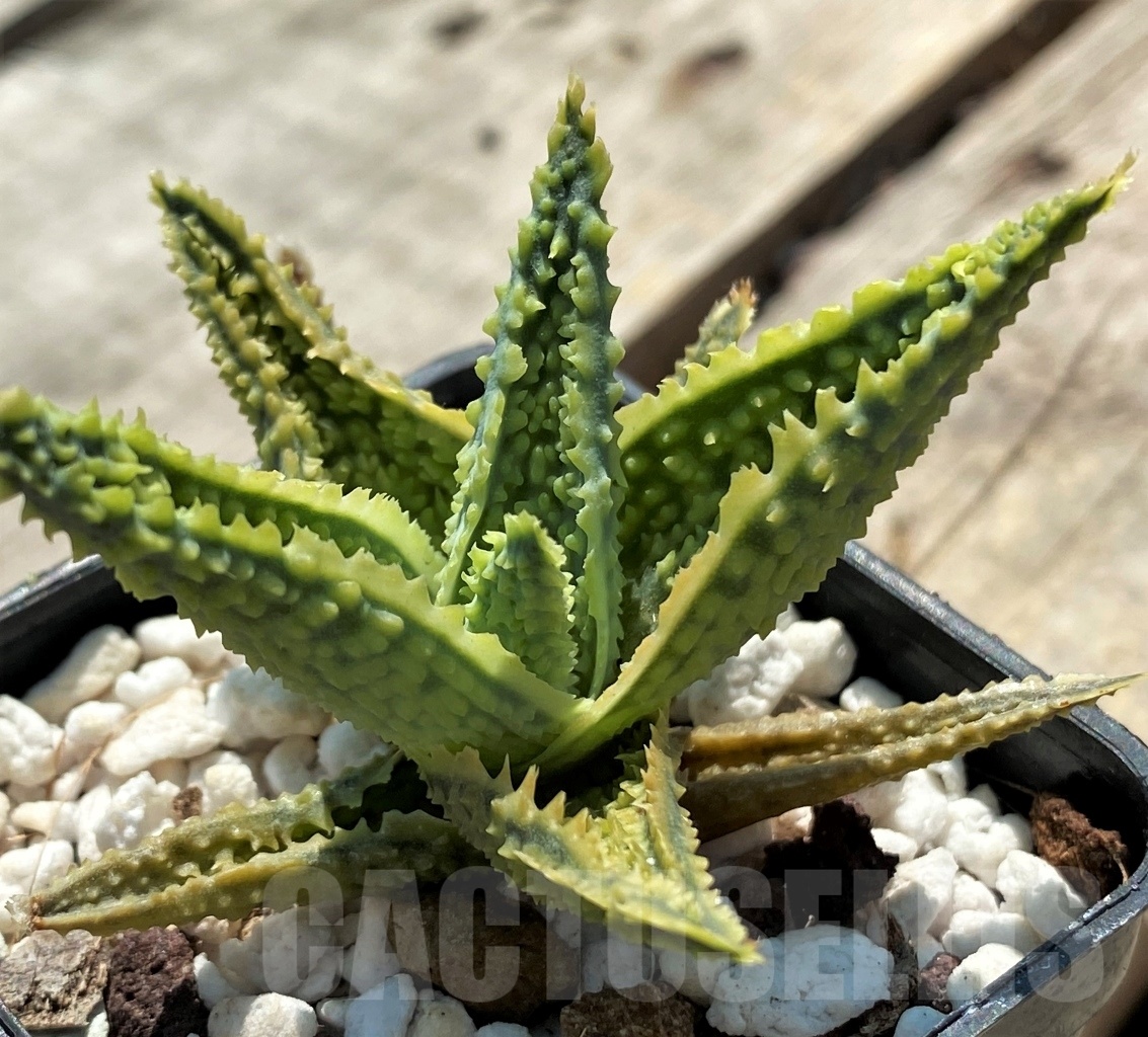 SHPR12052 Aloe hybrid