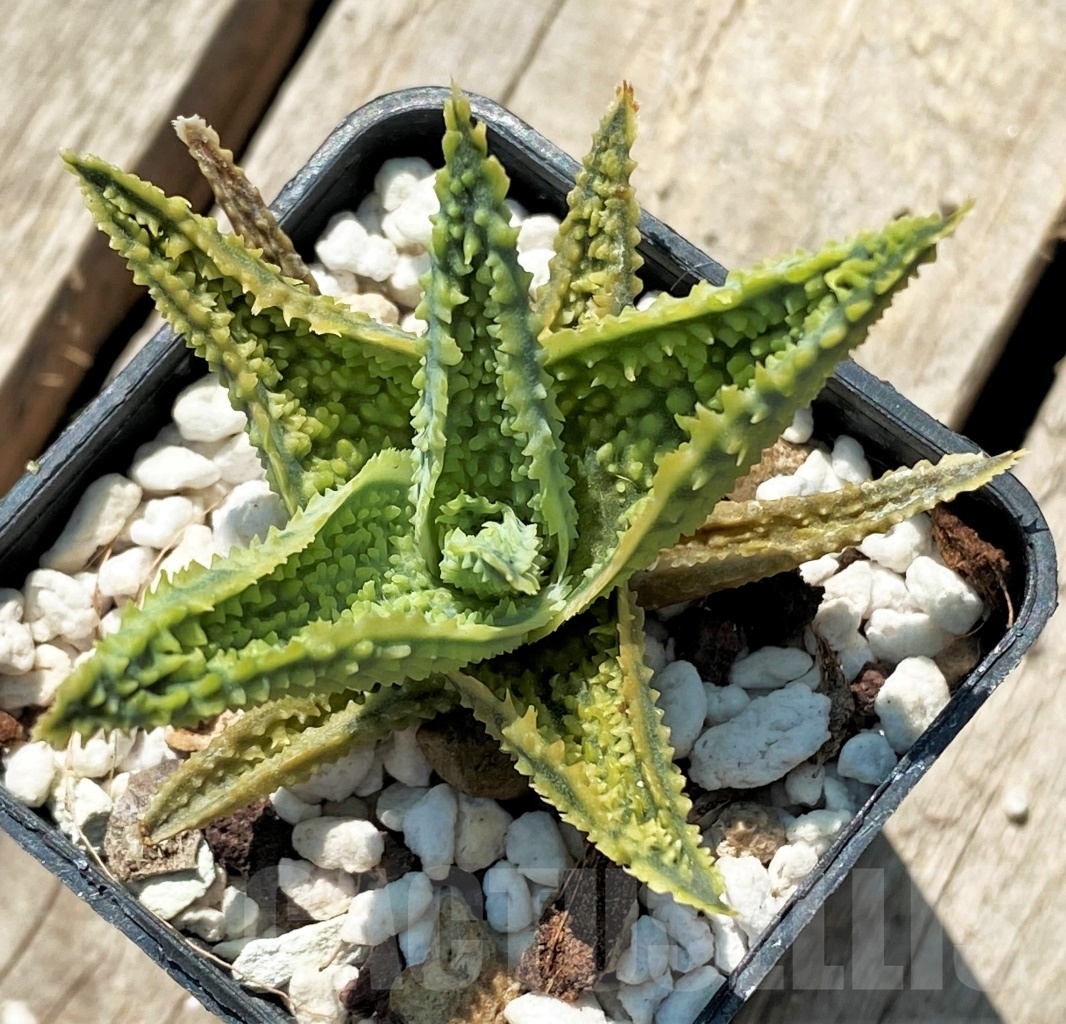 SHPR12052 Aloe hybrid - Image 2