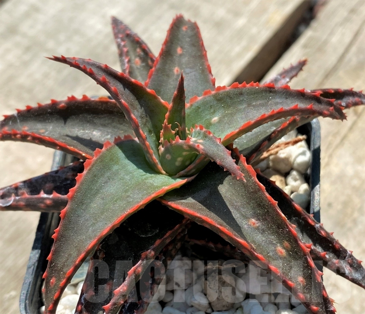 SHPR12053 Aloe hybrid