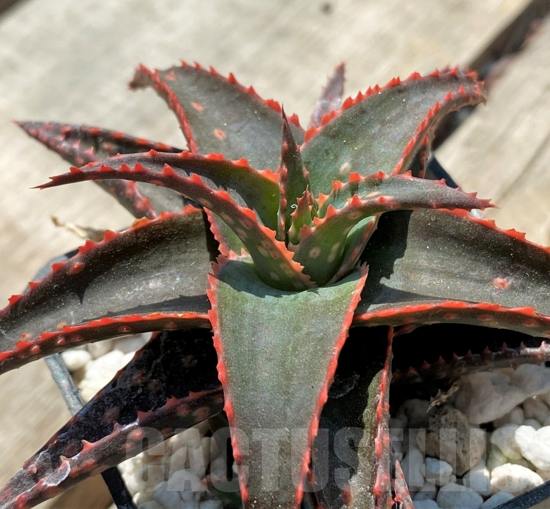SHPR12053 Aloe hybrid - Image 2